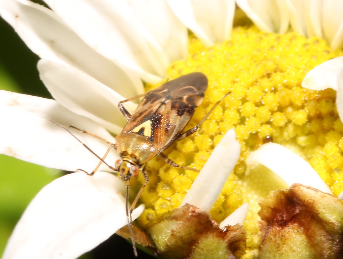 Gemeine Wiesenwanze